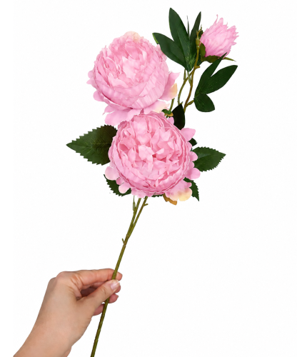 frikolino9833444 (2).png