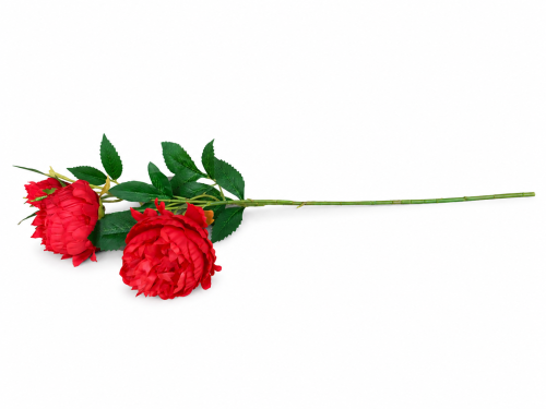 frikolino9833111 (2).png