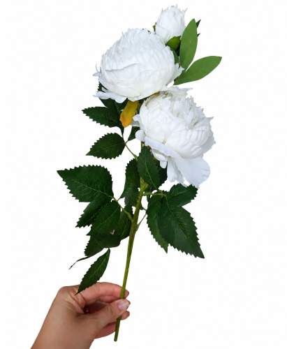frikolino9833888 (2).png