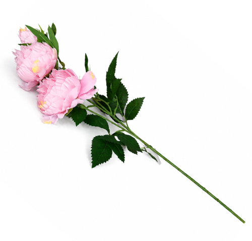 frikolino9833888 (1).png