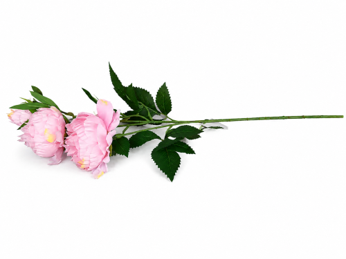 frikolino983344 (1).png